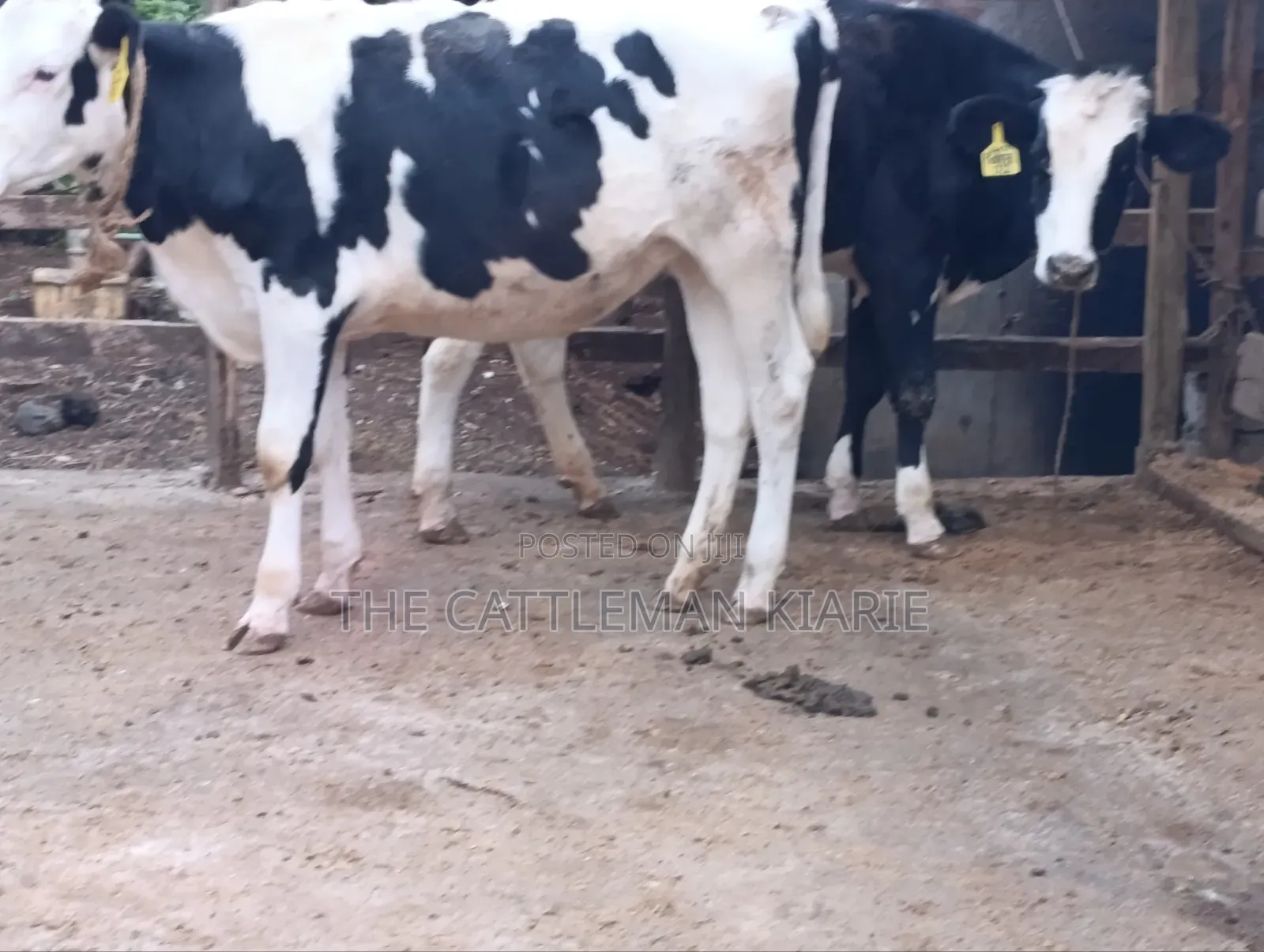 Heifers for Sale Now
