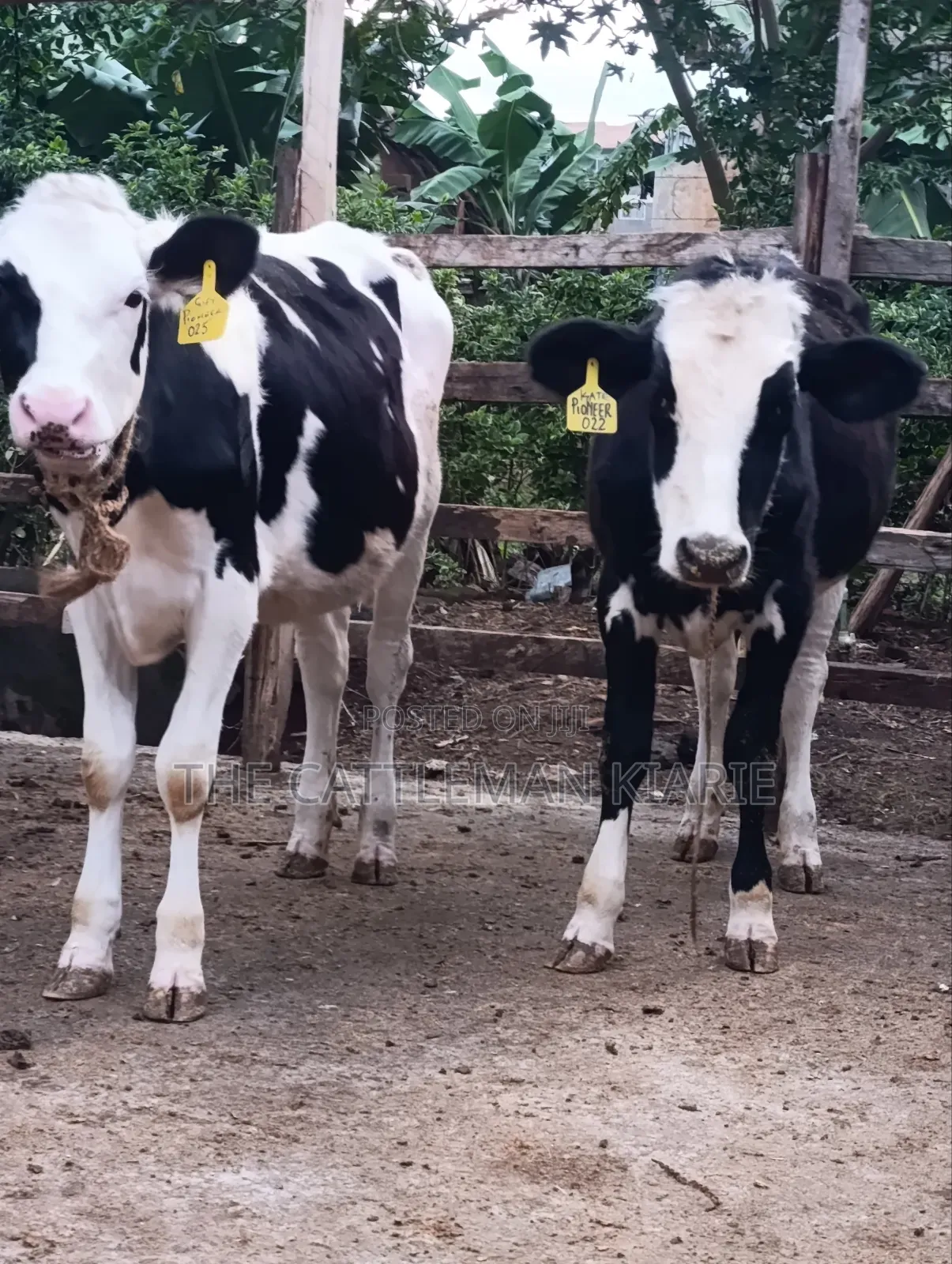 Heifers for Sale Now