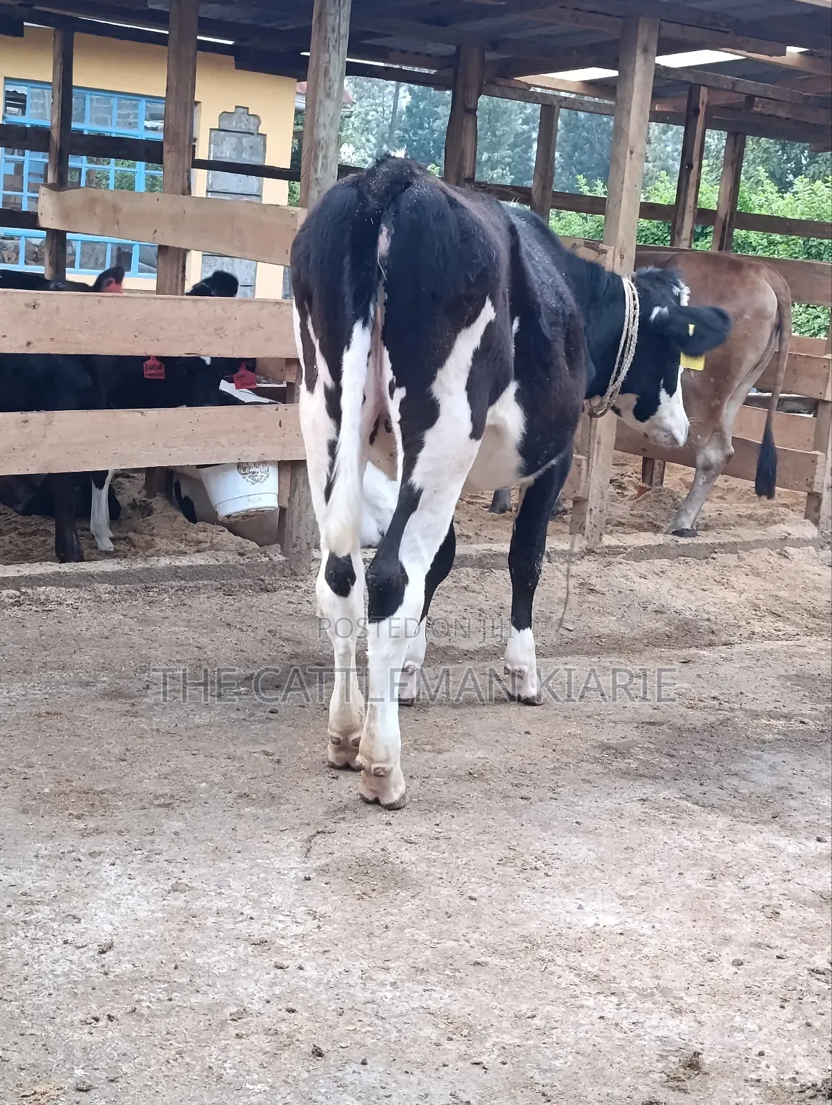 Heifers for Sale Now