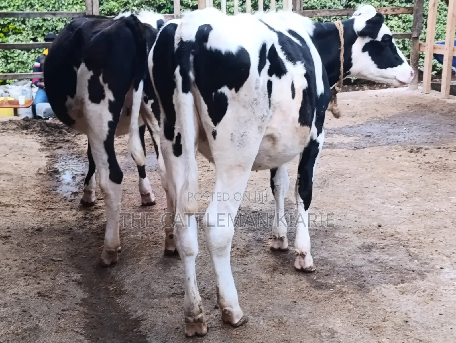 Heifers for Sale Now