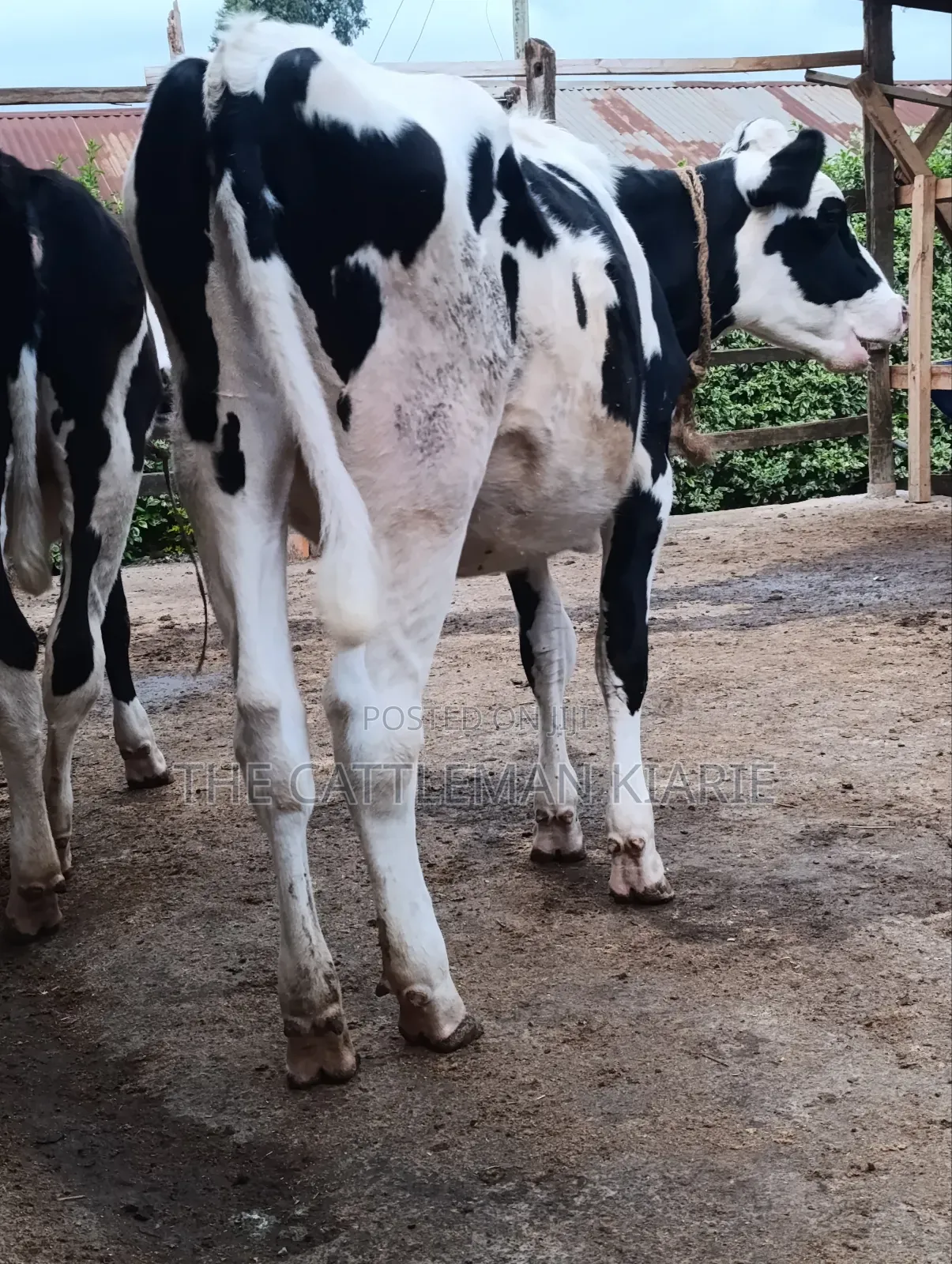 Heifers for Sale Now