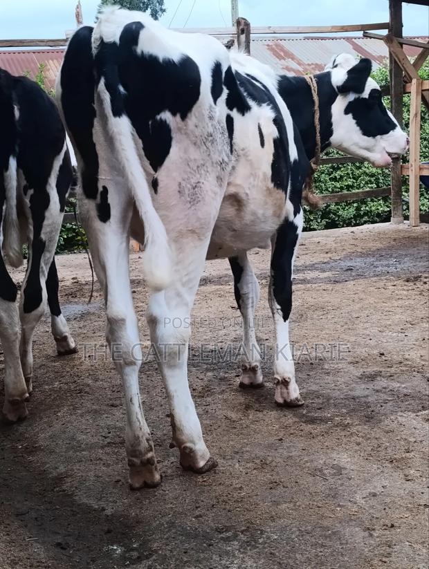 Heifers for Sale Now - thumbnail 9