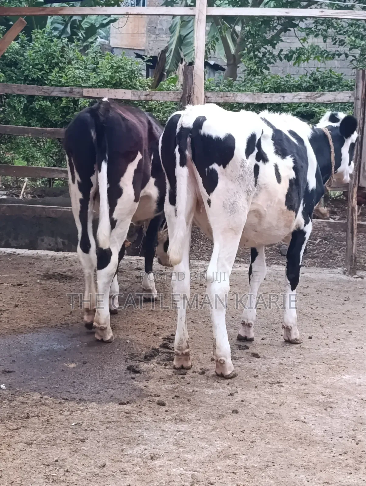 Heifers for Sale Now