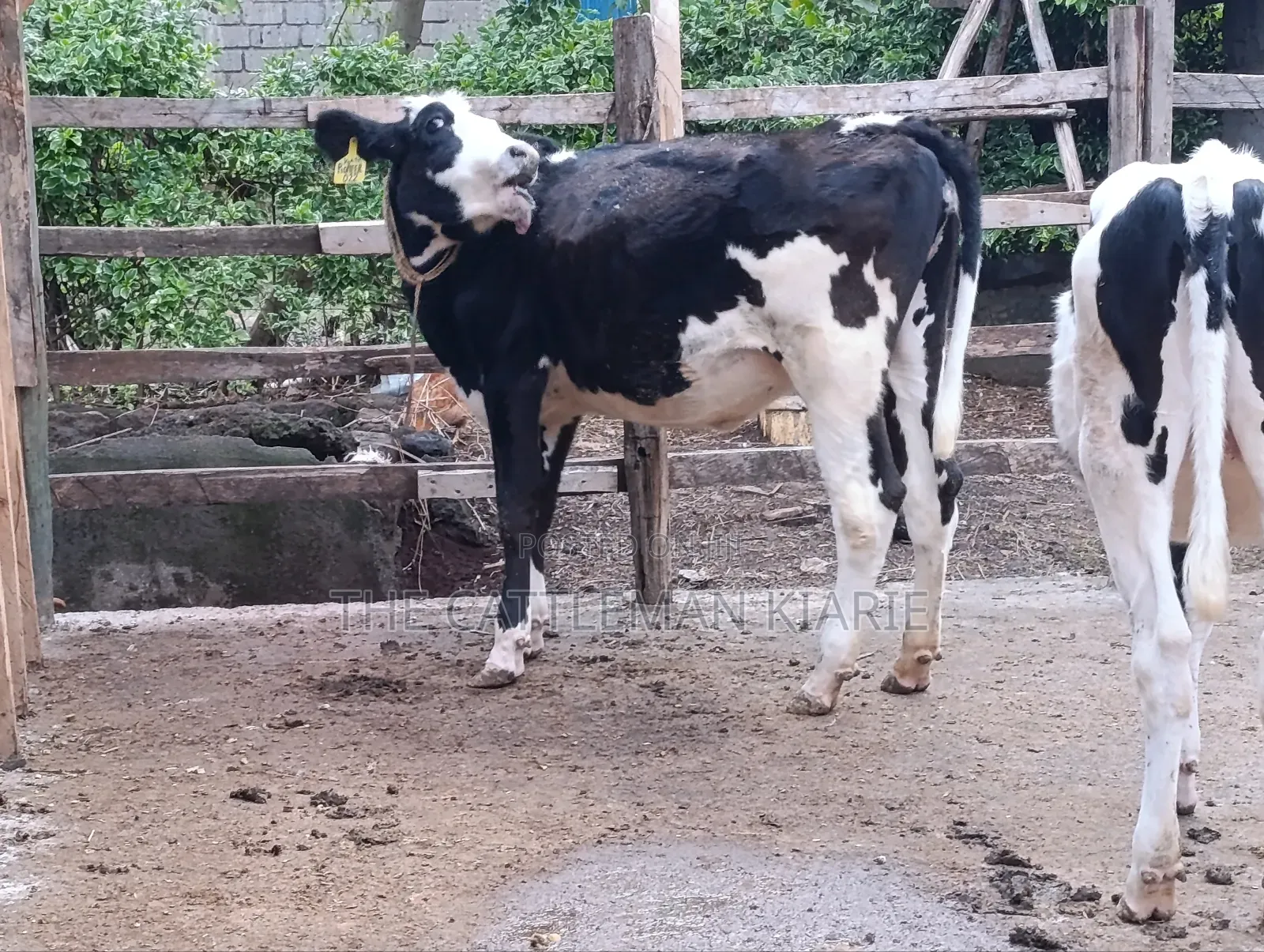 Heifers for Sale Now