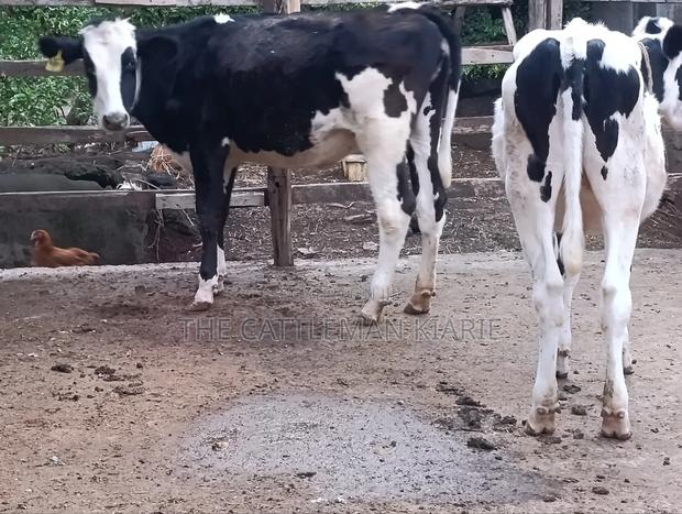 Heifers for Sale Now - thumbnail 12