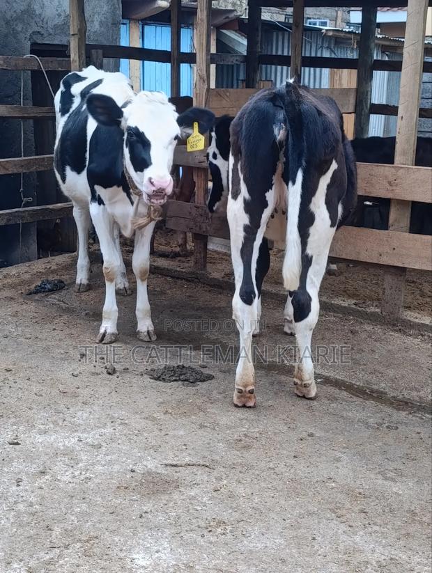 Heifers for Sale Now - thumbnail 13
