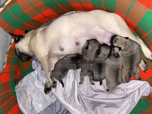 0-1 month Female Purebred Pug - thumbnail 3
