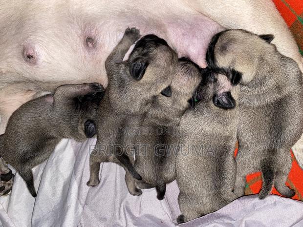 0-1 month Female Purebred Pug - main view