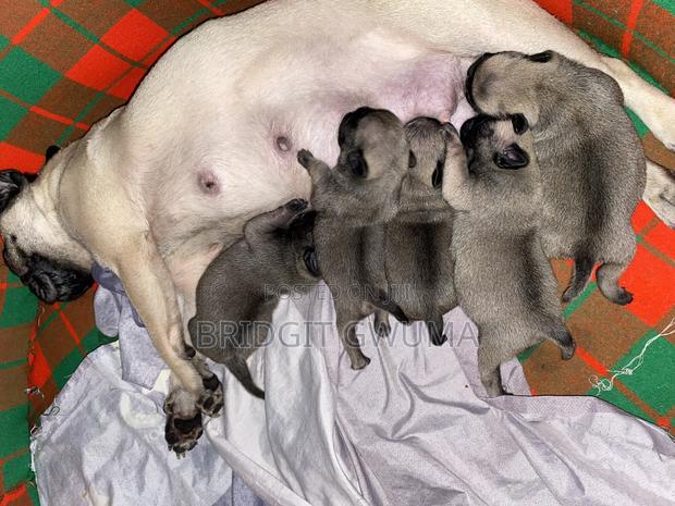 0-1 month Female Purebred Pug - thumbnail 4