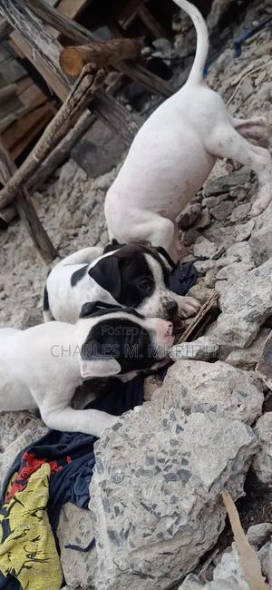 1-3 months Male Purebred American Pit Bull Terrier - thumbnail 3