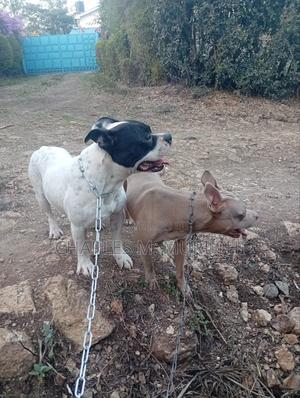 1-3 months Male Purebred American Pit Bull Terrier - thumbnail 2