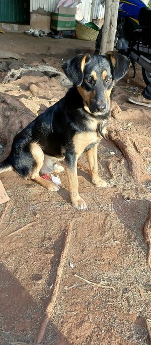 6-12 months Male Mixed Breed Rottweiler - thumbnail 2