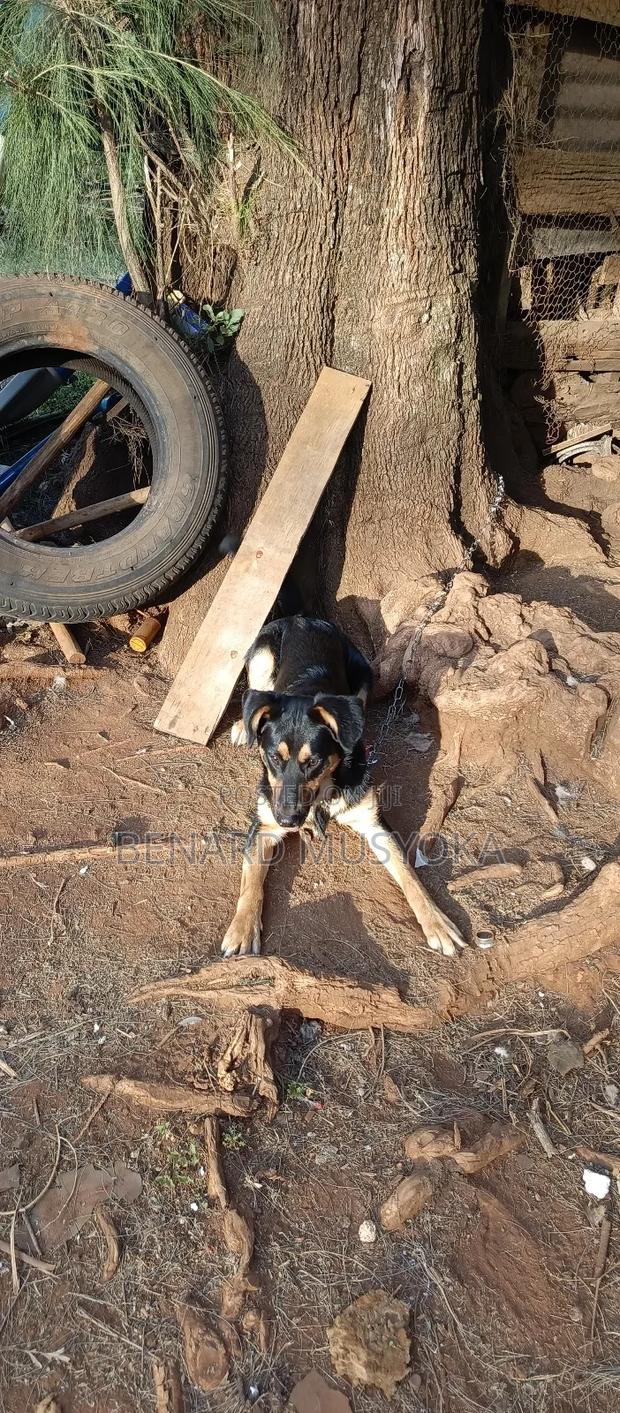 6-12 months Male Mixed Breed Rottweiler - thumbnail 3