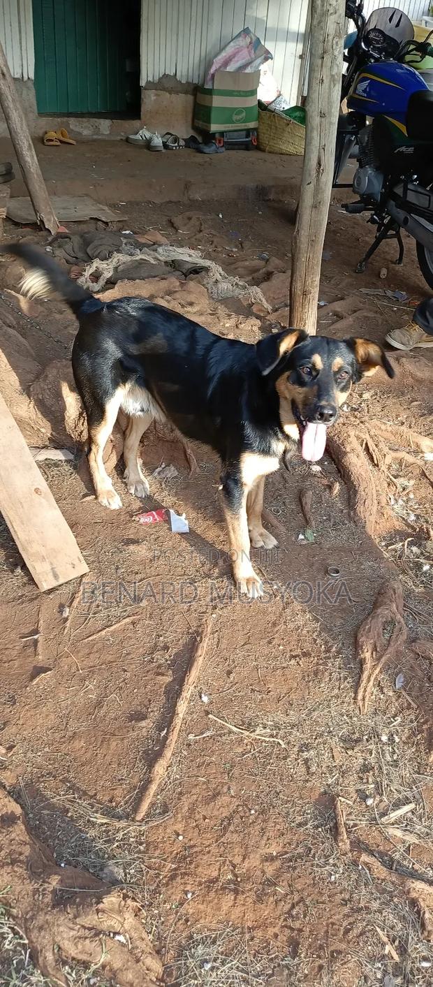 6-12 months Male Mixed Breed Rottweiler - thumbnail 4