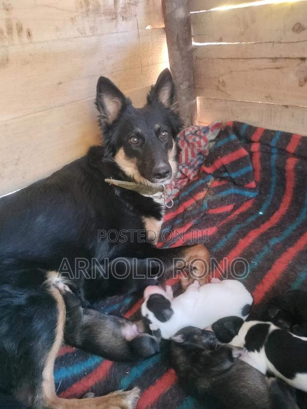 1-3 months Male Purebred German Shepherd - thumbnail 7