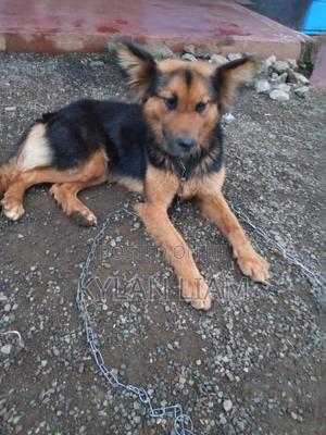 1+ year Female Purebred German Shepherd - thumbnail 2