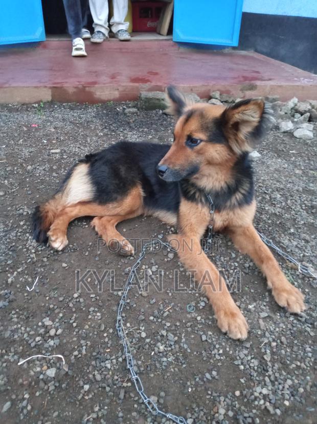 1+ year Female Purebred German Shepherd - thumbnail 3