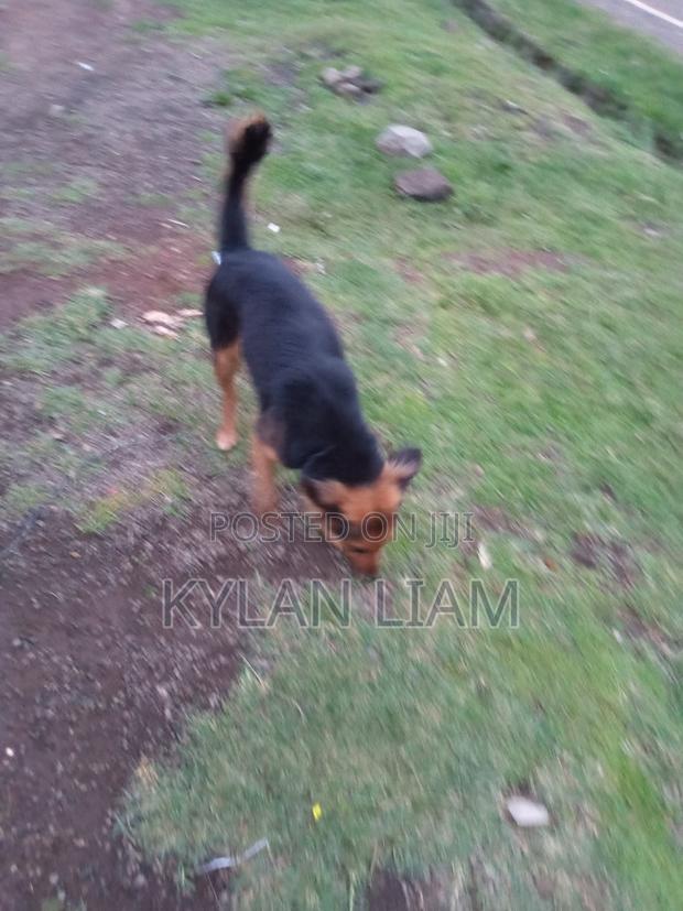 1+ year Female Purebred German Shepherd - thumbnail 4