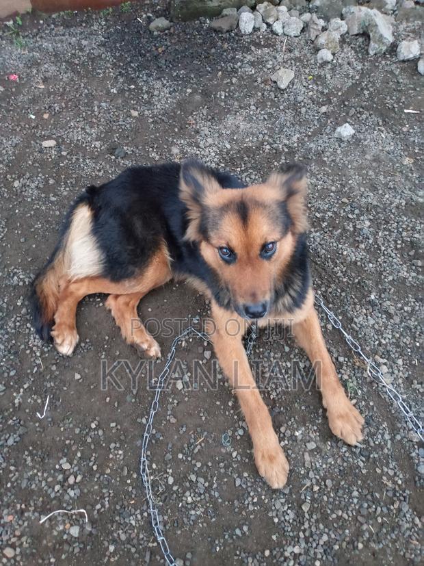 1+ year Female Purebred German Shepherd - thumbnail 5