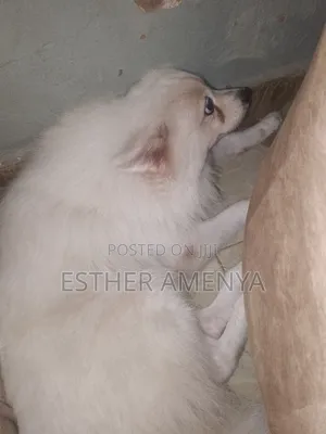 1+ year Male Purebred Chihuahua