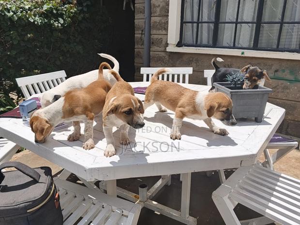1-3 months Male Purebred Jack Russell Terrier