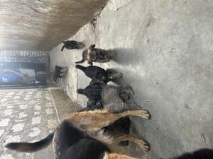 1-3 months Female Purebred German Shepherd - thumbnail 2