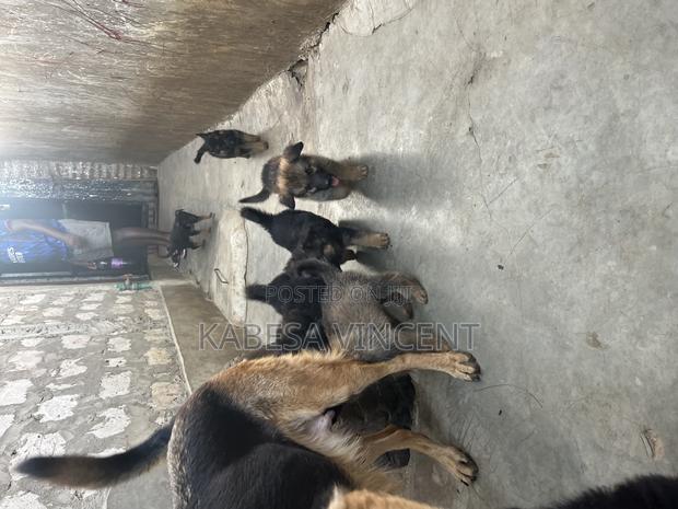 1-3 months Female Purebred German Shepherd