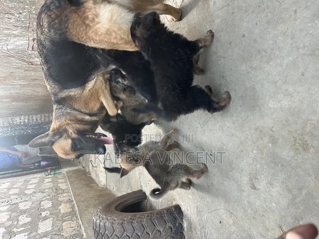 1-3 months Female Purebred German Shepherd - thumbnail 3