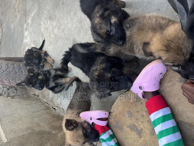 1-3 months Female Purebred German Shepherd - thumbnail 12