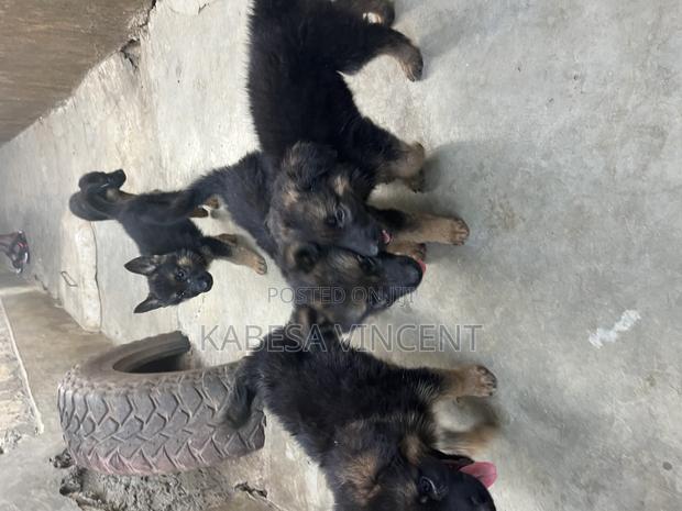 1-3 months Female Purebred German Shepherd - thumbnail 5