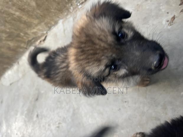 1-3 months Female Purebred German Shepherd - thumbnail 14