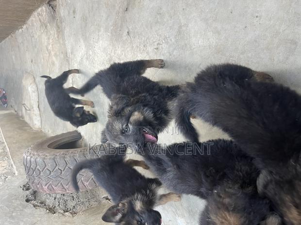 1-3 months Female Purebred German Shepherd - thumbnail 6