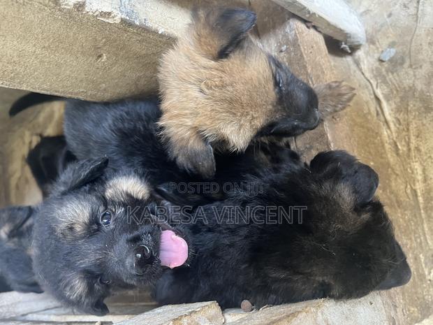 1-3 months Female Purebred German Shepherd - thumbnail 20