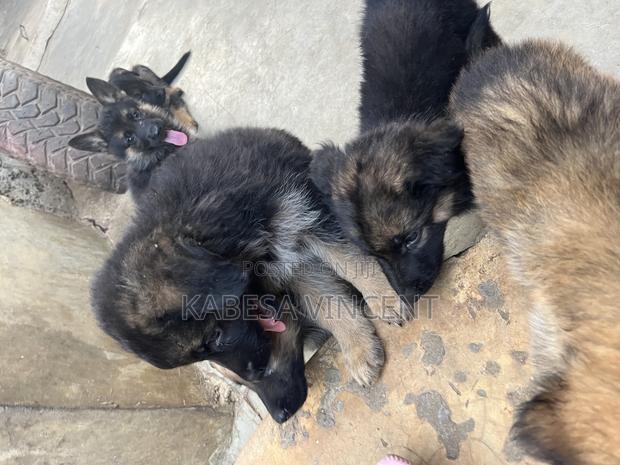 1-3 months Female Purebred German Shepherd - thumbnail 10