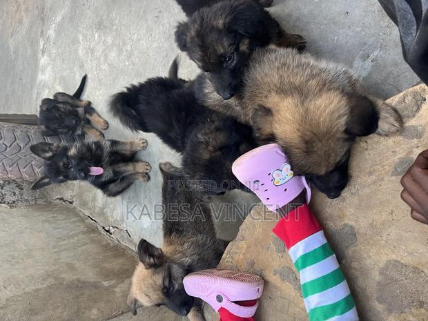 1-3 months Female Purebred German Shepherd - thumbnail 11