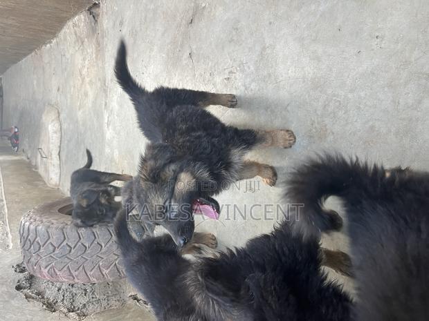 1-3 months Female Purebred German Shepherd - thumbnail 7