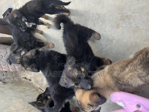 1-3 months Female Purebred German Shepherd - thumbnail 17