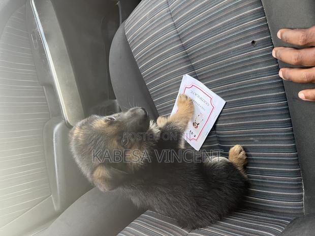 1-3 months Female Purebred German Shepherd - thumbnail 19