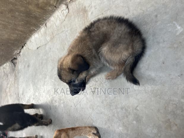 1-3 months Female Purebred German Shepherd - thumbnail 15
