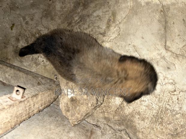 1-3 months Female Purebred German Shepherd - thumbnail 21
