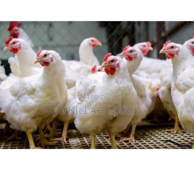 Broiler Chicken 2kg - main view