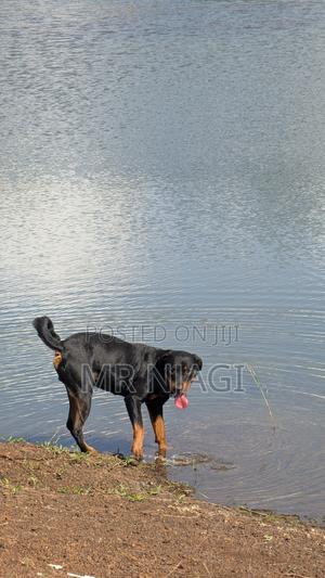 1+ year Male Purebred Rottweiler - thumbnail 2
