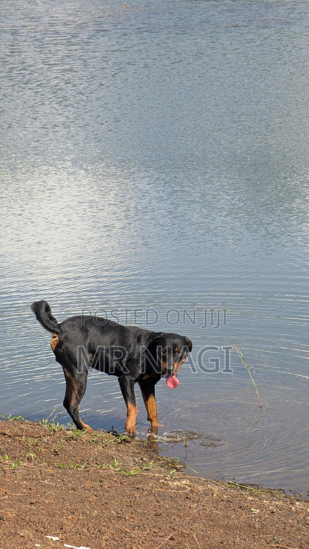 1+ year Male Purebred Rottweiler - main view