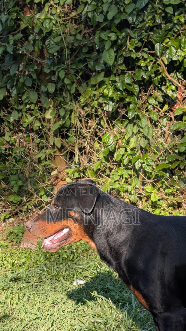 1+ year Male Purebred Rottweiler - thumbnail 3