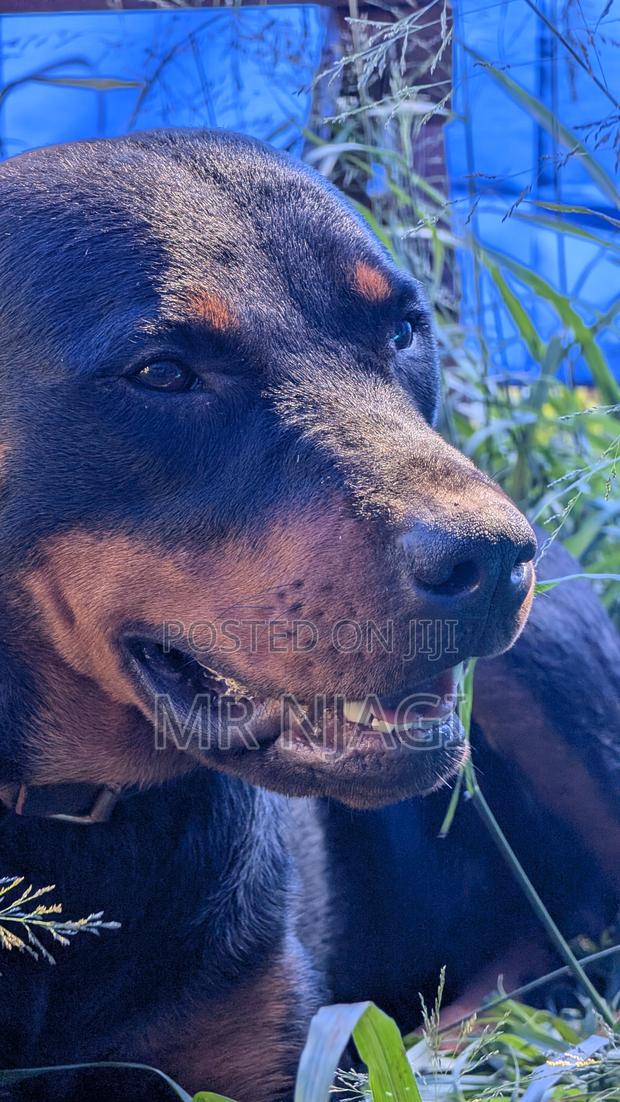 1+ year Male Purebred Rottweiler - thumbnail 4