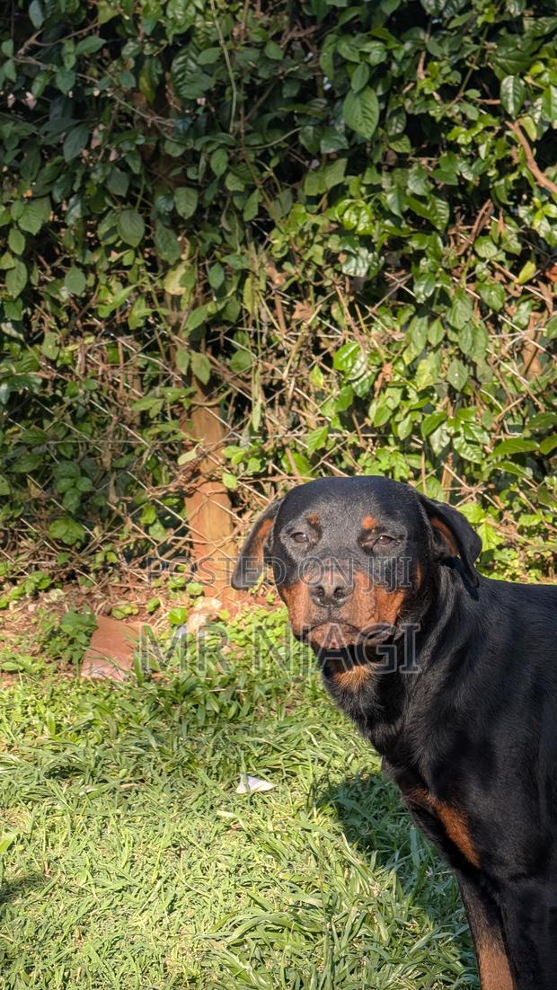 1+ year Male Purebred Rottweiler - thumbnail 5