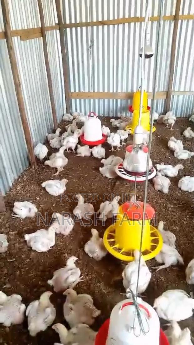 Broiler Kuku - main view