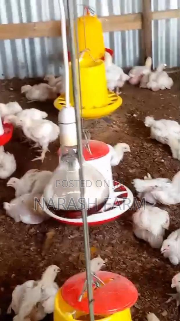Broiler Kuku - thumbnail 2