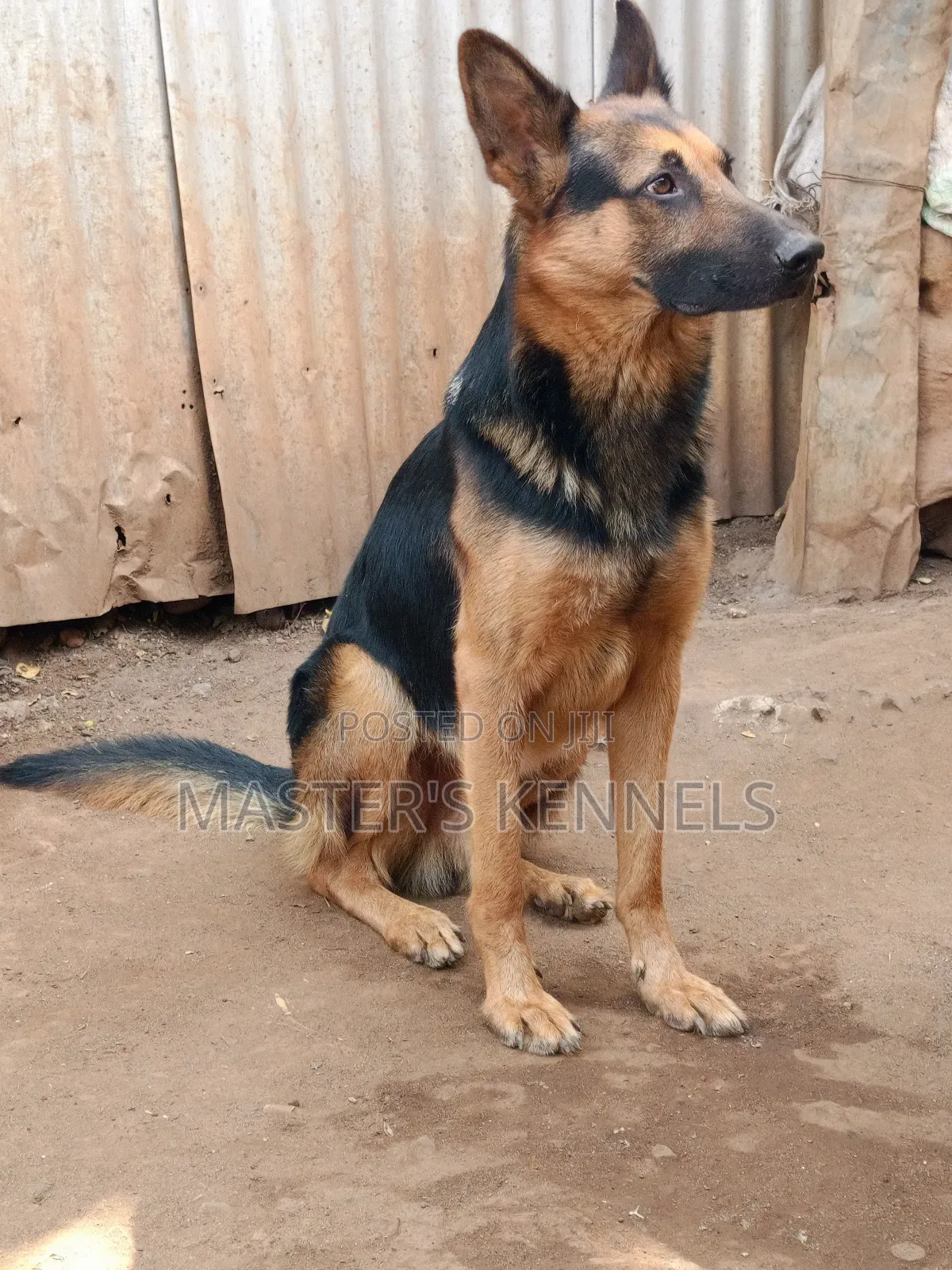 1+ year Male Purebred German Shepherd