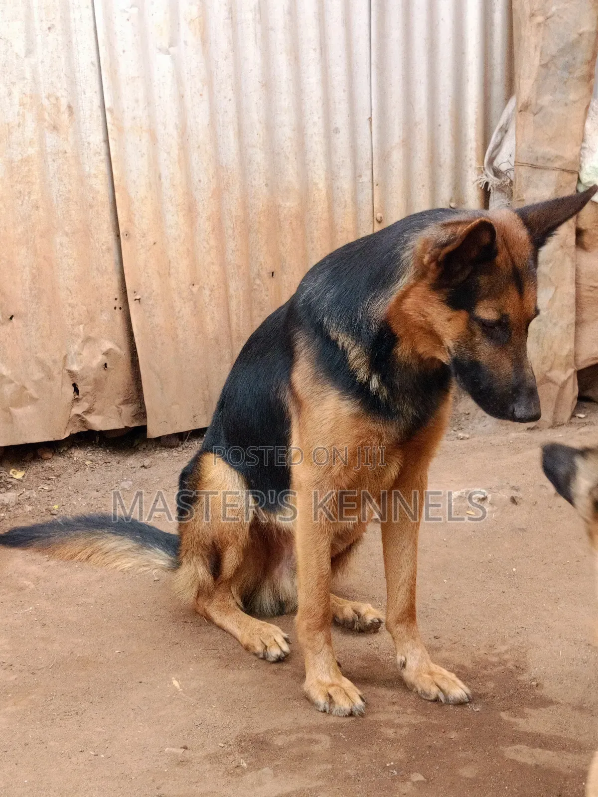 1+ year Male Purebred German Shepherd